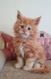 Maine Coon kitten