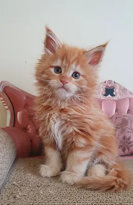 Maine Coon kitten