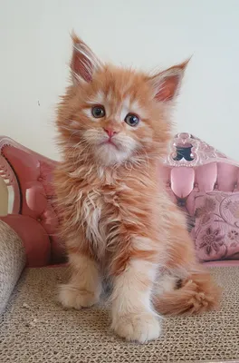 Maine Coon kitten