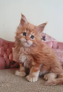 Maine Coon kitten