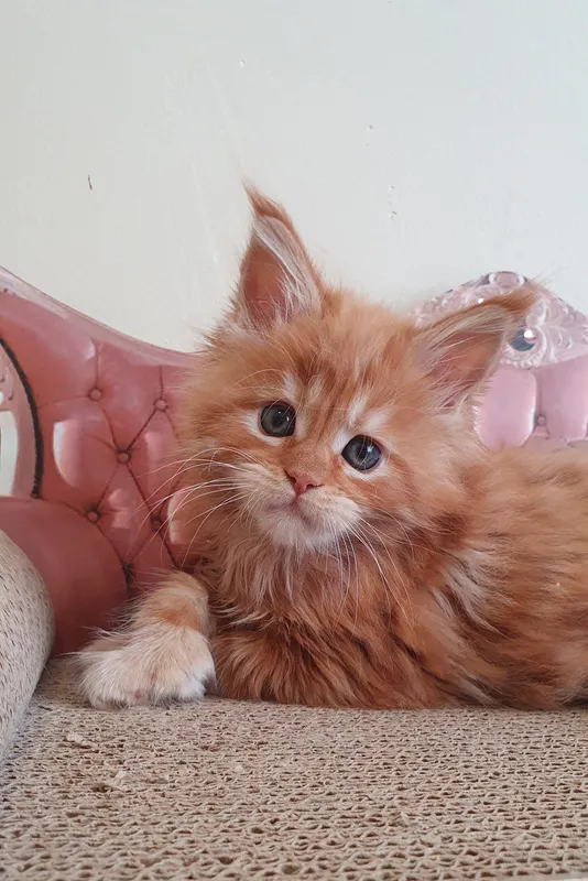 Котенок мейн-кун Красный MCO d Мальчик