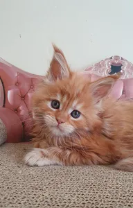 Maine Coon kitten