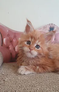 Maine Coon kitten