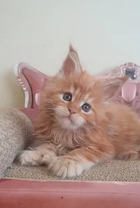Maine Coon kitten
