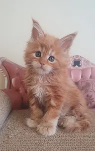 Maine Coon kitten
