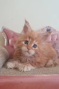 Maine Coon kitten