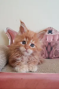 Maine Coon kitten