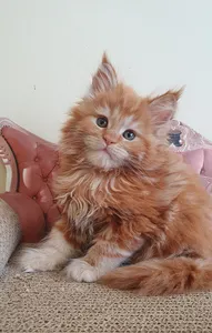 Maine Coon kitten