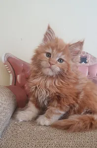 Maine Coon kitten