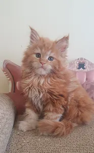 Maine Coon kitten