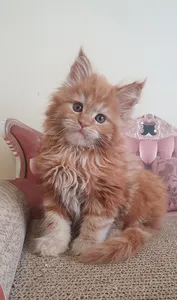 Maine Coon kitten