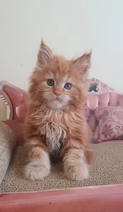 Maine Coon kitten