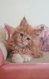 Maine Coon kitten