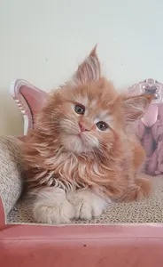 Maine Coon kitten