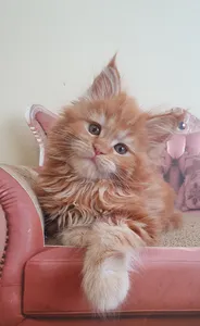 Maine Coon kitten