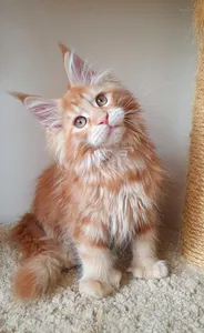 Maine Coon kitten