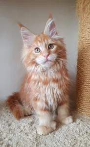 Maine Coon kitten