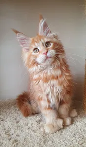 Maine Coon kitten