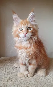 Maine Coon kitten
