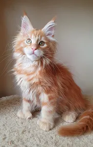 Maine Coon kitten
