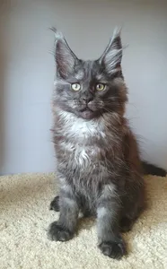 Maine Coon kitten