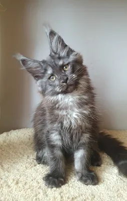Котенок мейн-кун