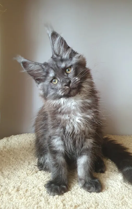 Maine Coon kitten Black smoke MCO ns  Girl