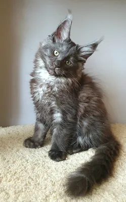 Котенок мейн-кун