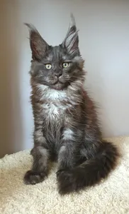 Maine Coon kitten