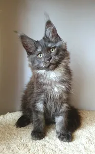 Maine Coon kitten