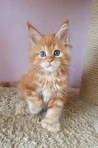 Котенок мейн-кун
