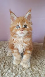 Котенок мейн-кун