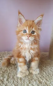 Котенок мейн-кун