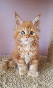 Котенок мейн-кун