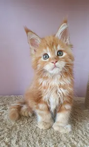 Котенок мейн-кун