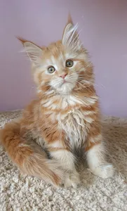 Котенок мейн-кун