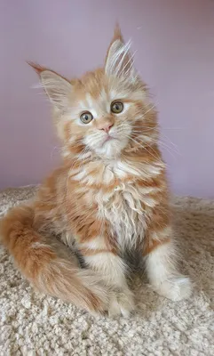 Maine Coon kitten