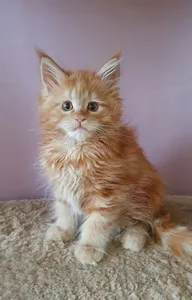 Котенок мейн-кун