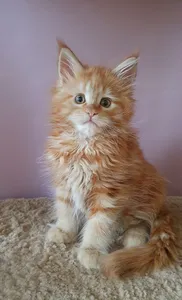 Котенок мейн-кун