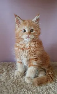 Котенок мейн-кун