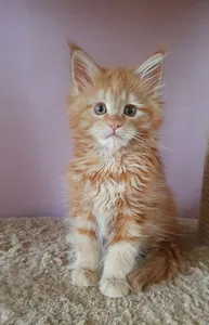 Котенок мейн-кун