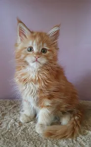 Котенок мейн-кун