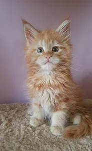 Котенок мейн-кун