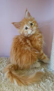 Котенок мейн-кун