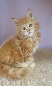Котенок мейн-кун