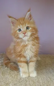 Котенок мейн-кун
