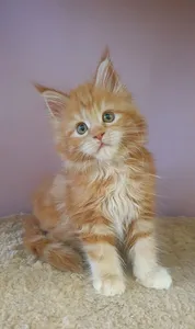 Котенок мейн-кун