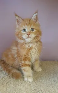 Котенок мейн-кун