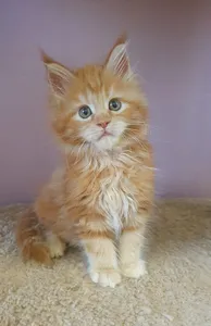 Котенок мейн-кун