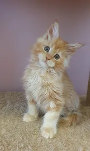 Maine Coon kitten